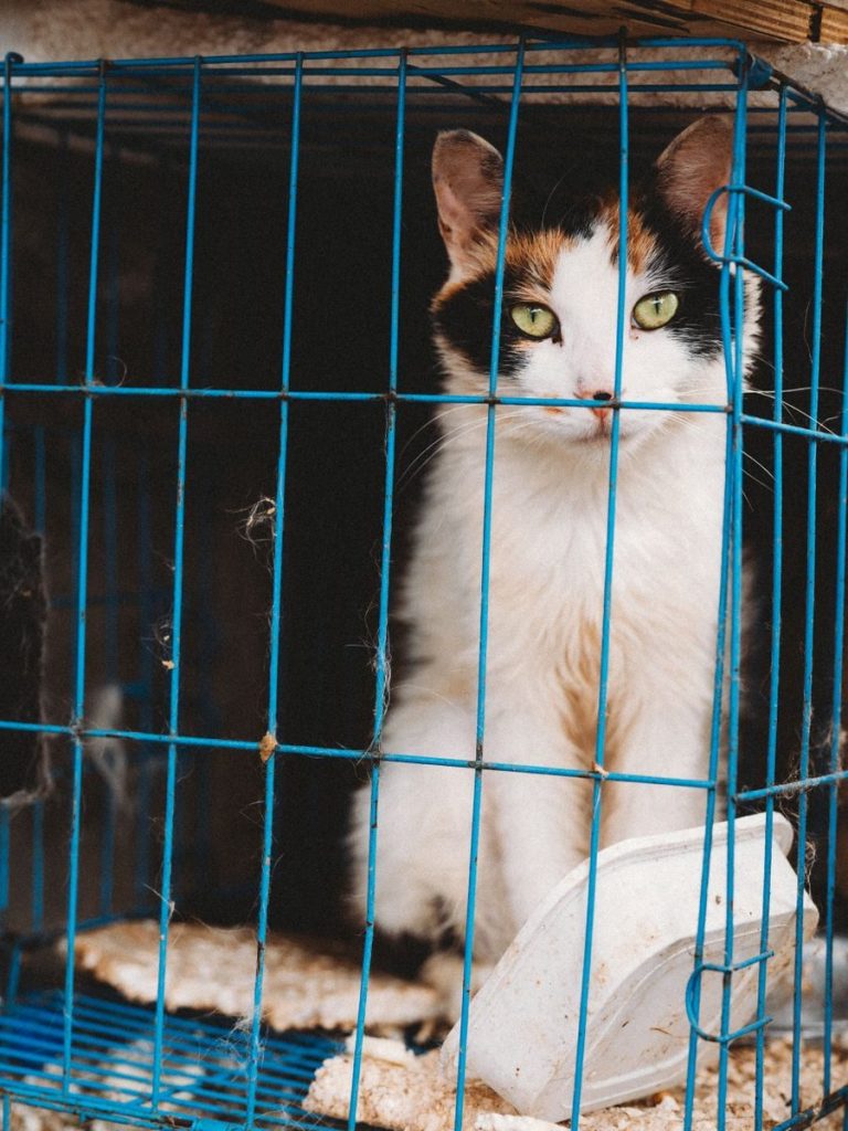 Calico cat in a blue wire cage, looking out with striking green eyes. Captured outdoors.