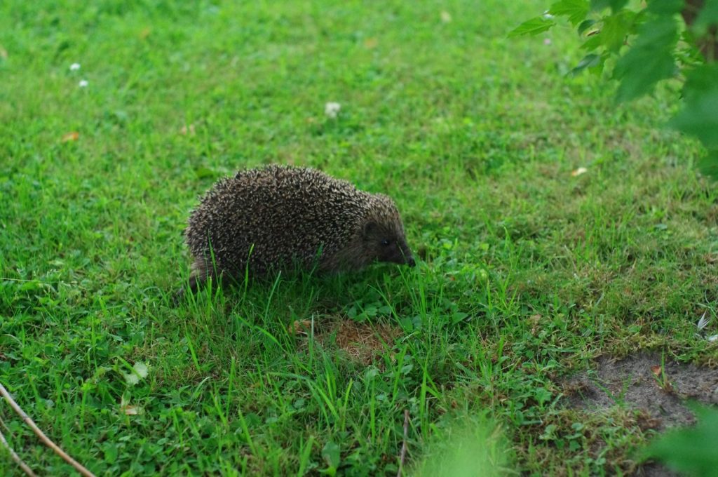 A solitary European hedgehog explores a vibrant green lawn outdoors in a natural setting.