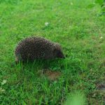 A solitary European hedgehog explores a vibrant green lawn outdoors in a natural setting.