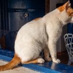 A ginger and white cat sits in the sun beside a blue door, capturing a serene outdoor moment.