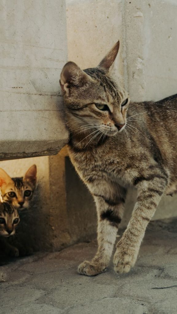 Curious stray cats peek from behind a wall in an urban setting.