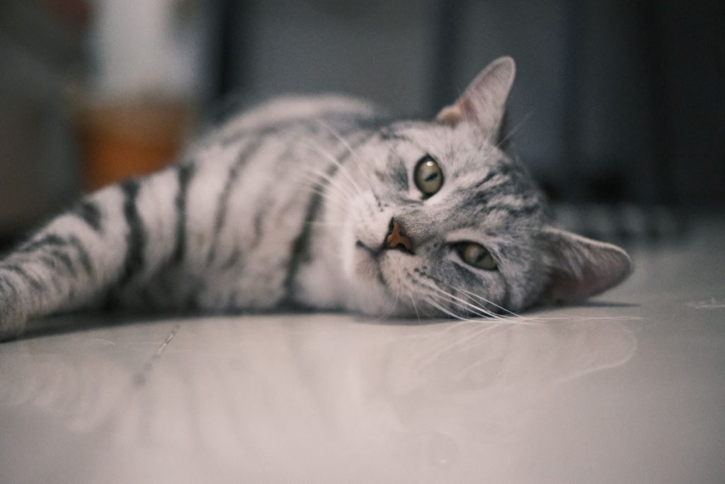 Close-up of a relaxed American Shorthair cat lying on the floor indoors.