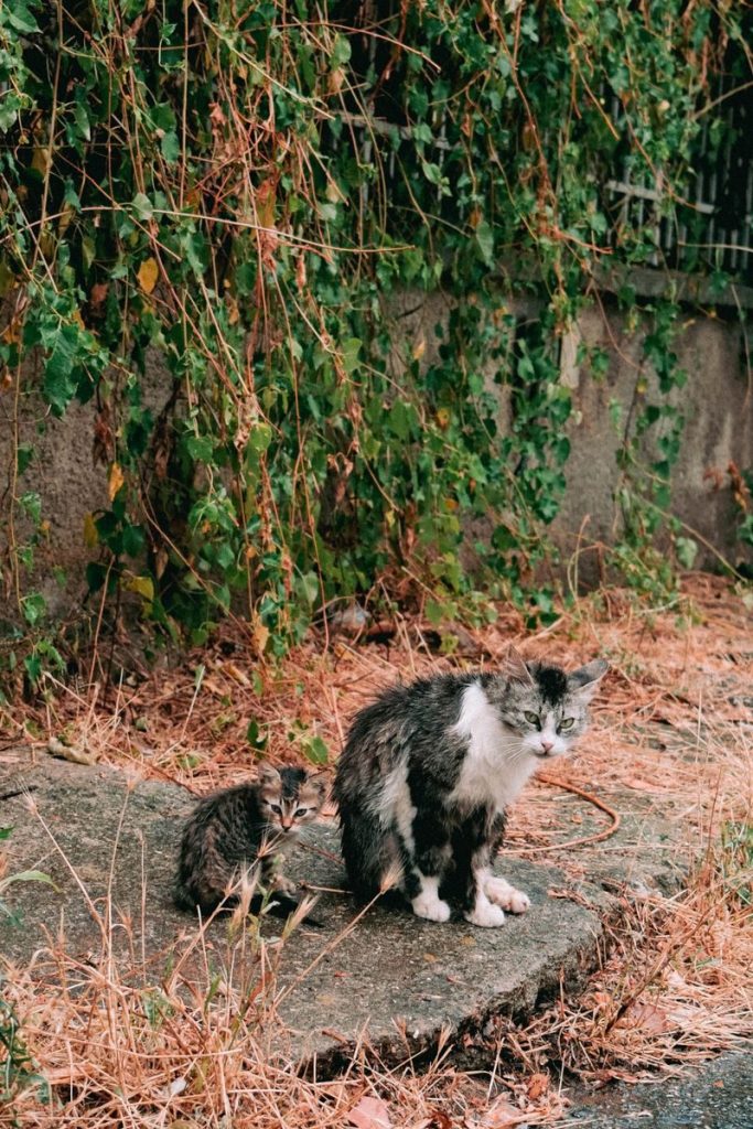 A stray mother cat and her kitten in an overgrown urban environment.
