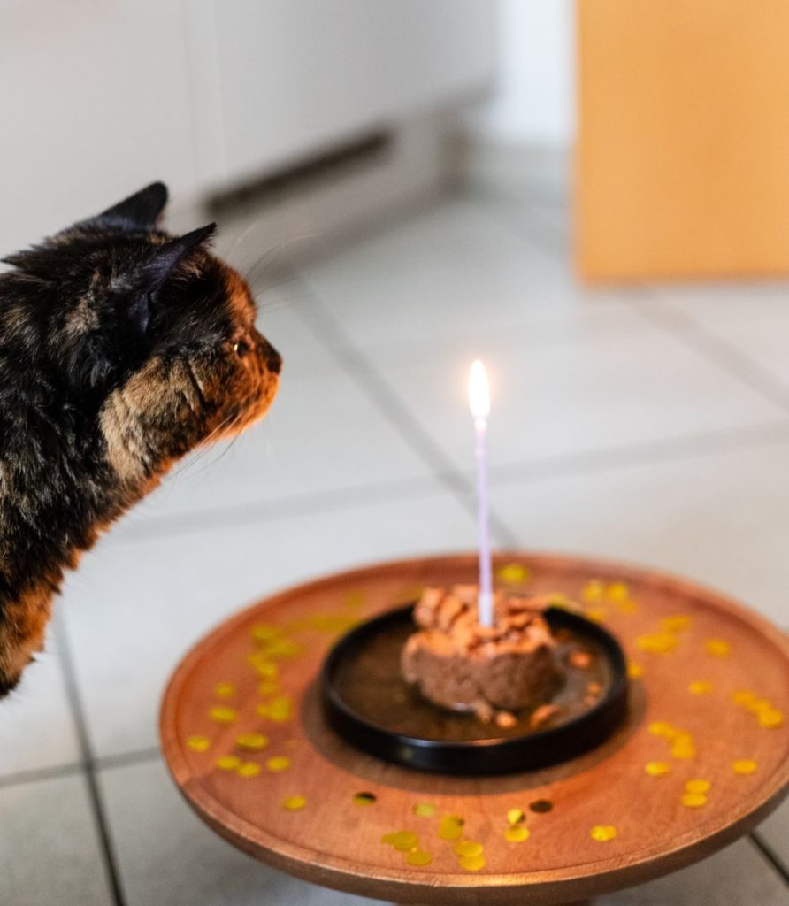 A tortoiseshell cat celebrates birthday with a candlelit meal and festive decor.