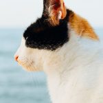 A serene side profile of a calico cat gazing towards the ocean in Samsun, Turkey.