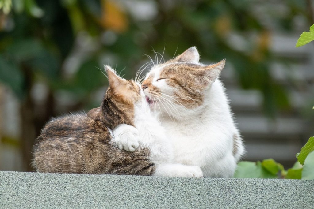 Close-up of two cats cuddling on a wall outdoors in Istanbul, Türkiye.