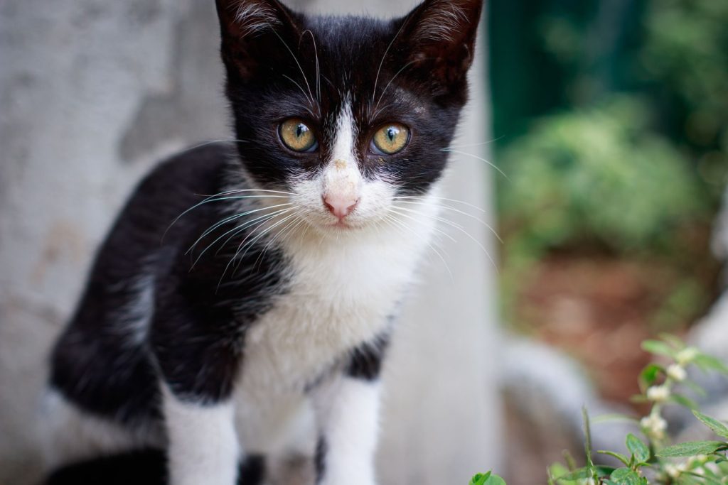 A charming close-up of a black and white kitten with striking eyes and a curious expression.