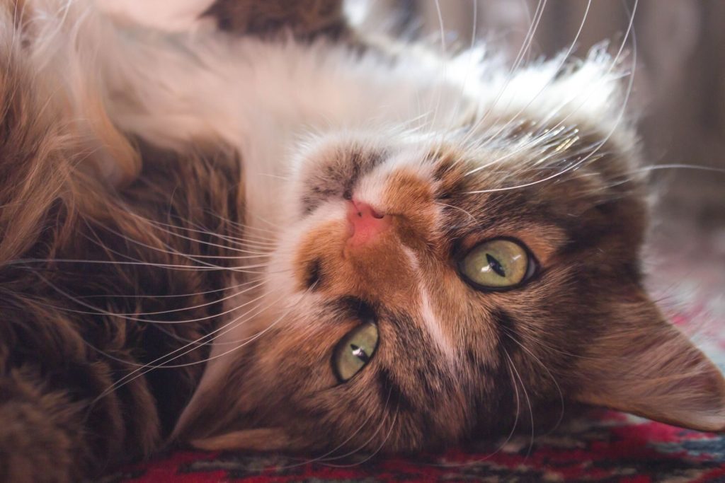 Adorable fluffy cat lying on a rug with its big green eyes gazing playfully into the camera.