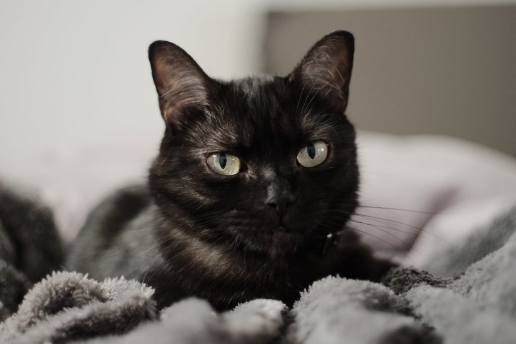 Close-up of a black cat lying on a soft, fluffy blanket indoors, exuding a sense of calm and warmth.
