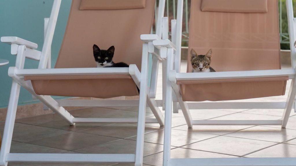 Two cute kittens lounging on deck chairs outdoors, enjoying a sunny day.