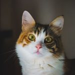Charming portrait of a fluffy domestic cat with striking green eyes and a multicolored coat.