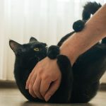 A curious black cat playfully holding its owner's arm inside a cozy home.