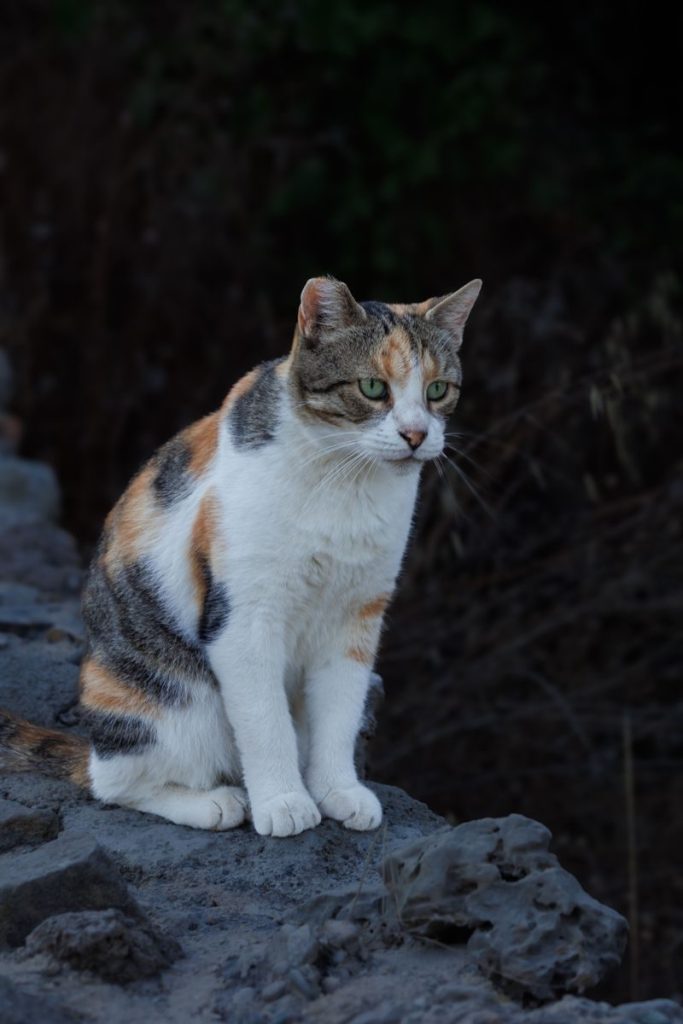 A calico cat with green eyes sits thoughtfully on rocky terrain against a natural backdrop.