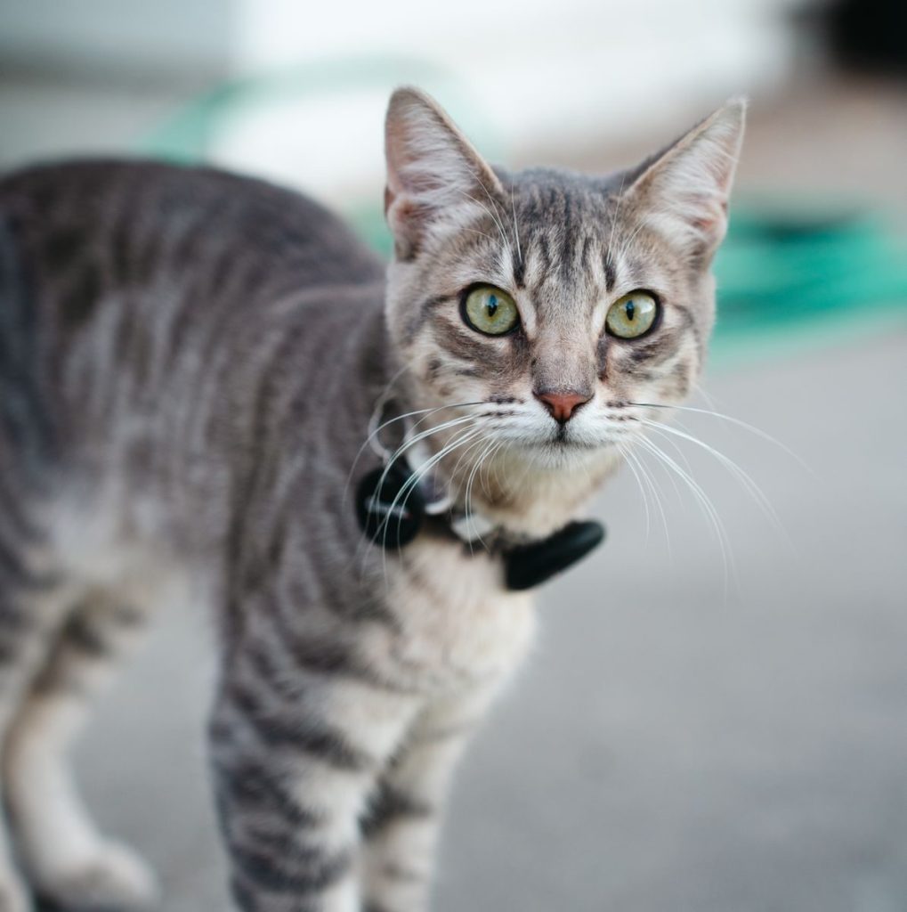 Elegant tabby cat wearing a bow tie, photographed outdoors in natural light.