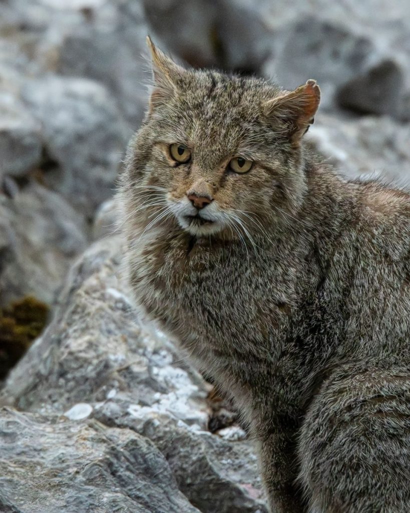 Close-up of a wildcat in its natural rocky habitat. Perfect for wildlife enthusiasts.