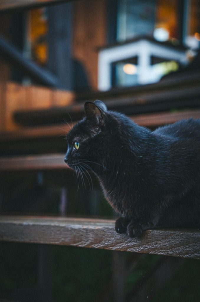 Close-up of a black cat sitting on wooden stairs in an outdoor setting.