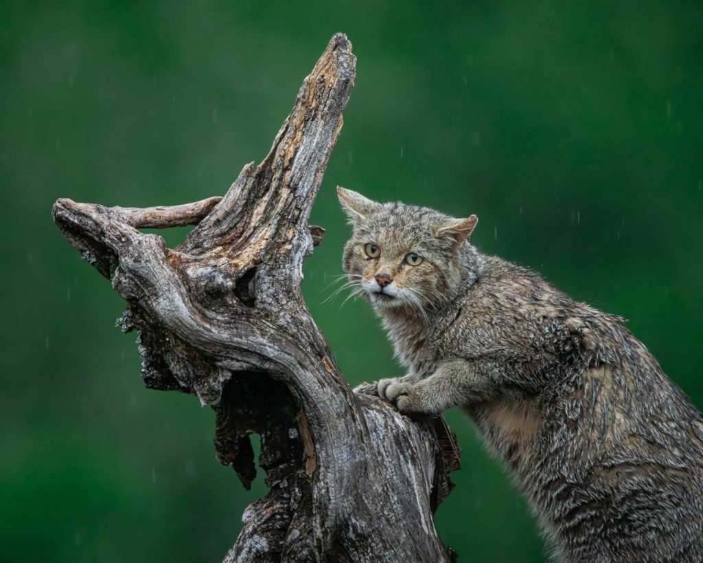 A wildcat climbs a gnarled tree, with fur soaked in rain, against a lush green background.
