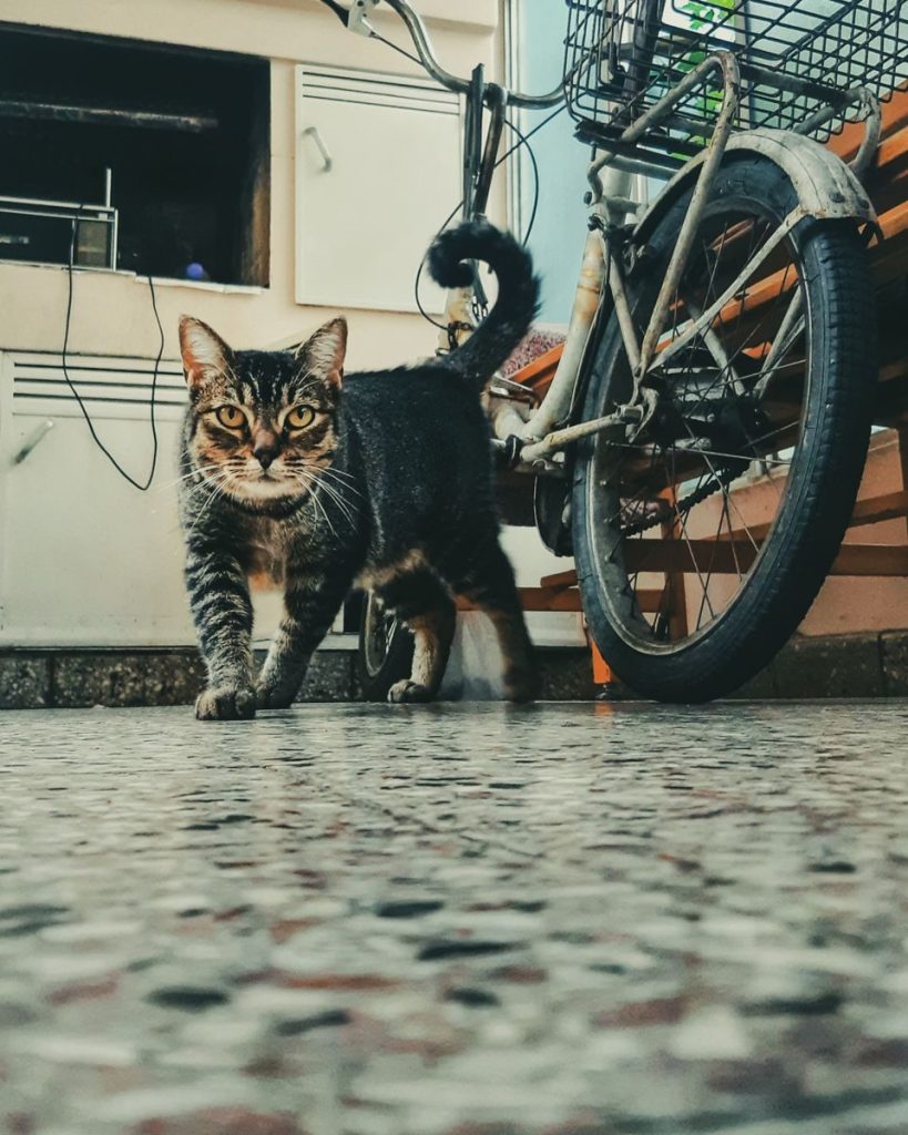 A curious tabby cat is seen indoors, exploring next to a bicycle on a tiled floor.