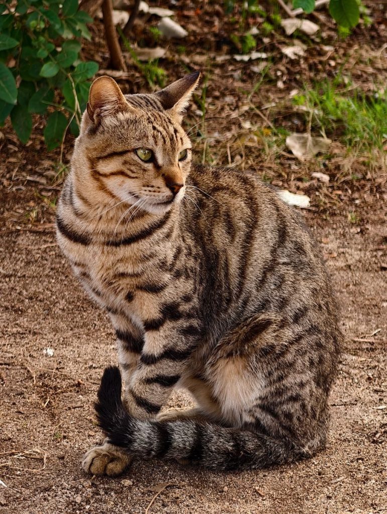 African wildcat showcasing its striking patterns in a natural setting, embodying true wildlife elegance.