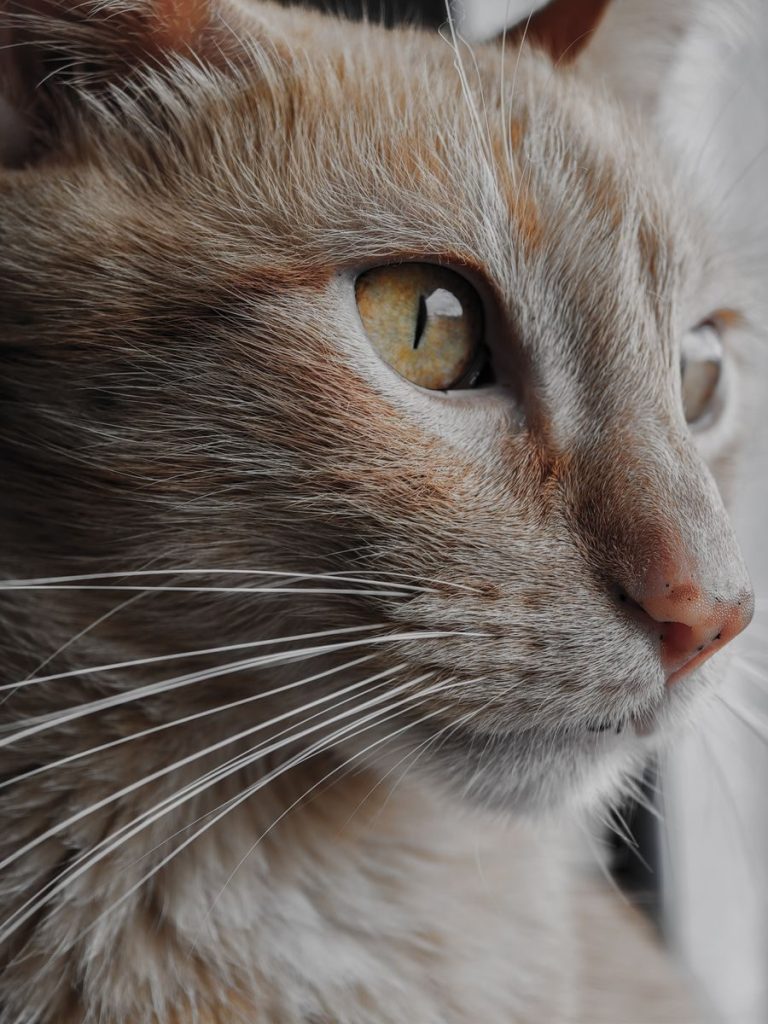 Detailed close-up of a ginger cat's face, highlighting its eye and whiskers.