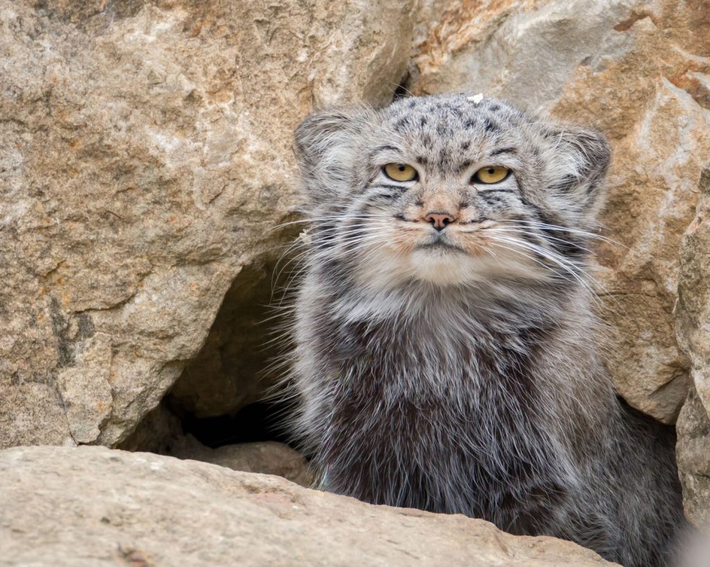 A Pallas's cat peering out from rocky terrain, showcasing its unique fur and whiskers.