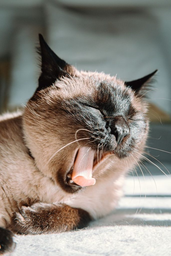 A close-up shot of a yawning Siamese cat basking in natural sunlight indoors. Perfect for animal lovers.
