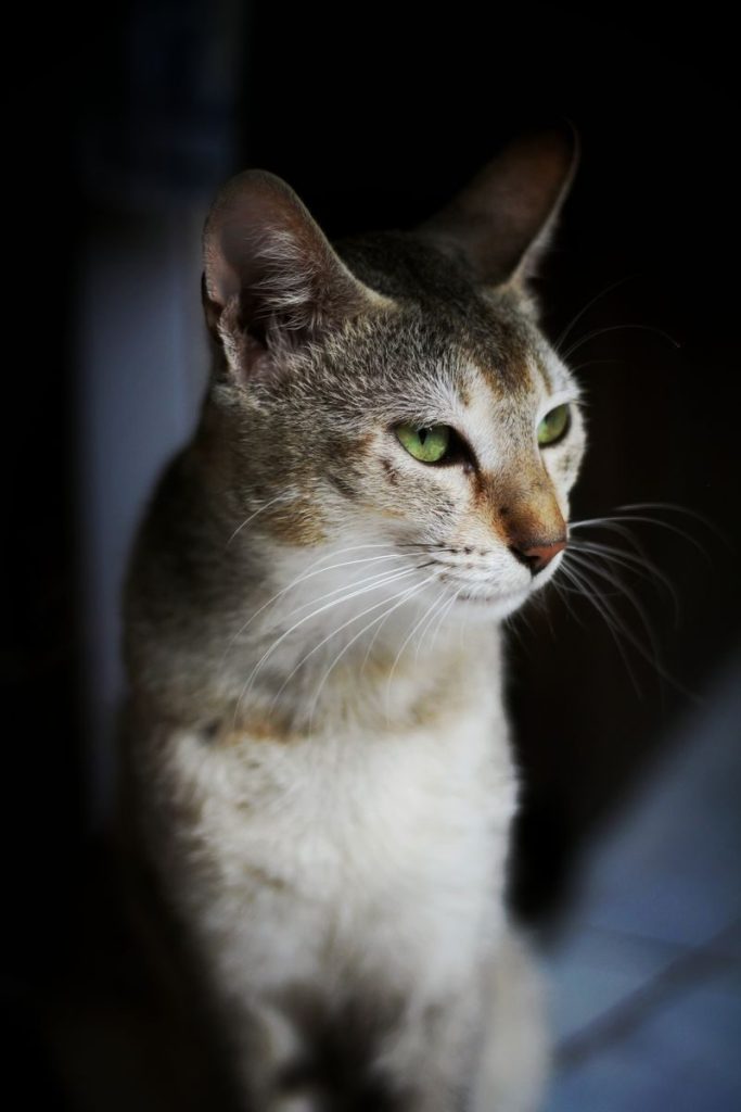 A focused close-up of a domestic cat with a dark background, emphasizing its green eyes.