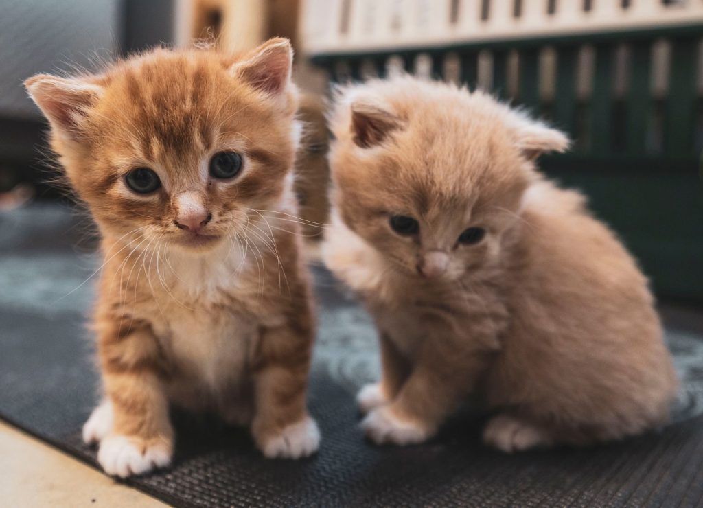 From above of cute fluffy kitties sitting on carpet in house while looking at camera