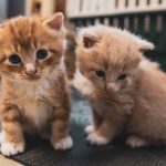 From above of cute fluffy kitties sitting on carpet in house while looking at camera