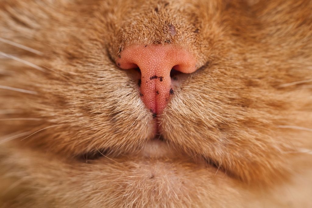 Macro shot of a tabby cat's pink nose and whiskers showing detailed texture.