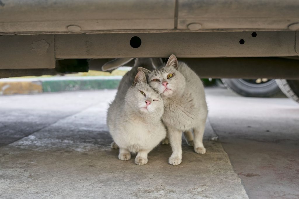 Two fluffy white cats affectionately lean on each other under a car, displaying a heartwarming feline friendship.