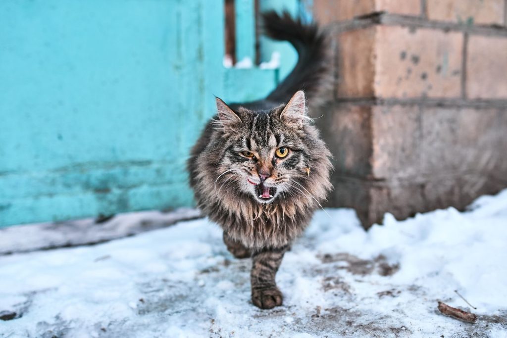 Close-up of a fierce stray cat walking over the snow in Moscow's urban landscape.