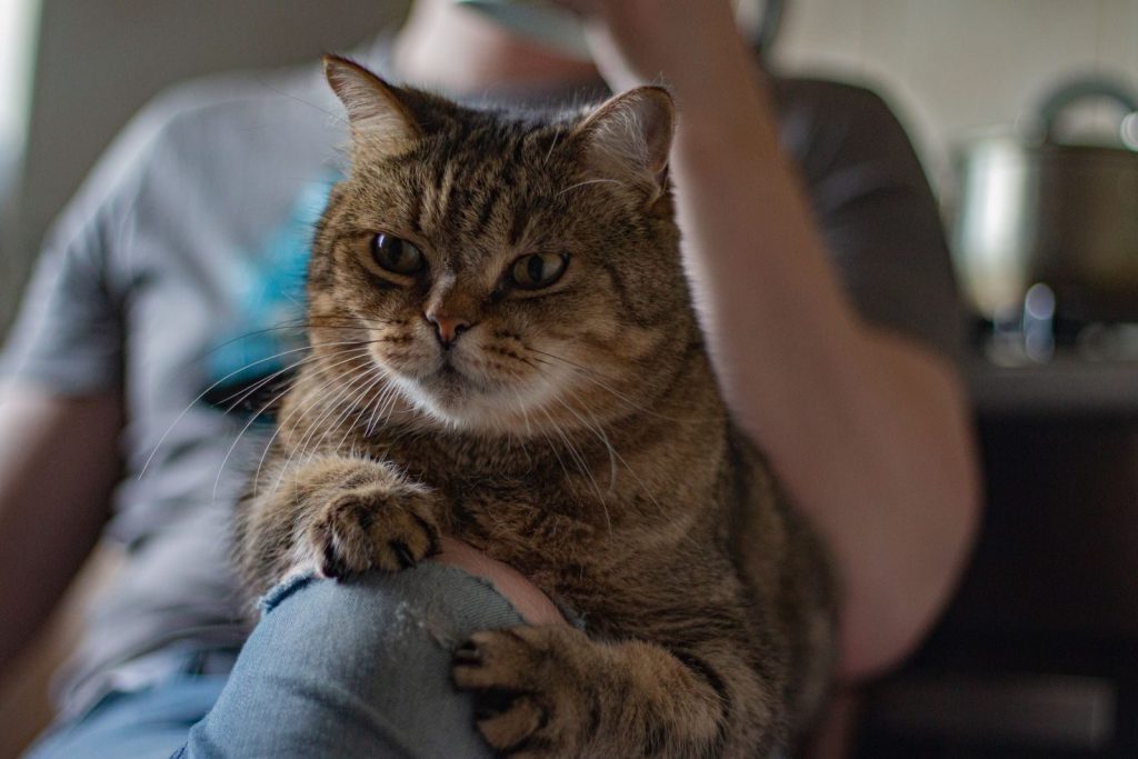 Cute British cat resting on knee of crop male owner in cozy home at daytime