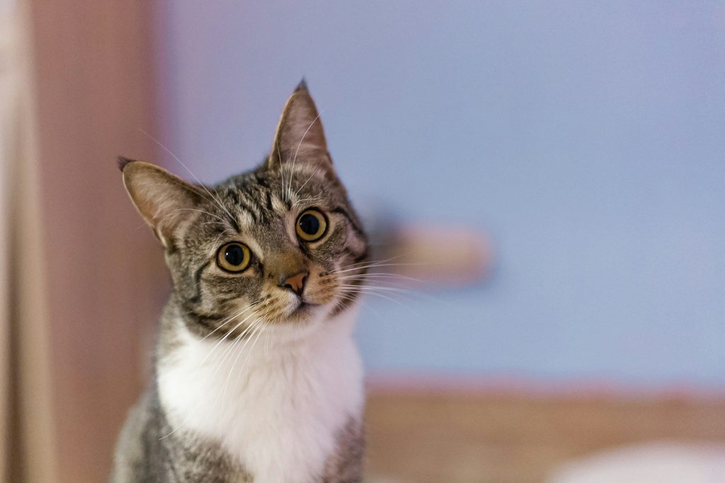 a grey and white cat sitting on top of a wooden floor