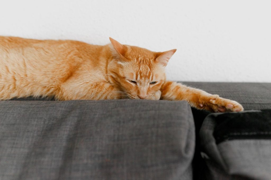 An orange tabby cat comfortably relaxing on a grey sofa indoors, depicting calmness and serenity.