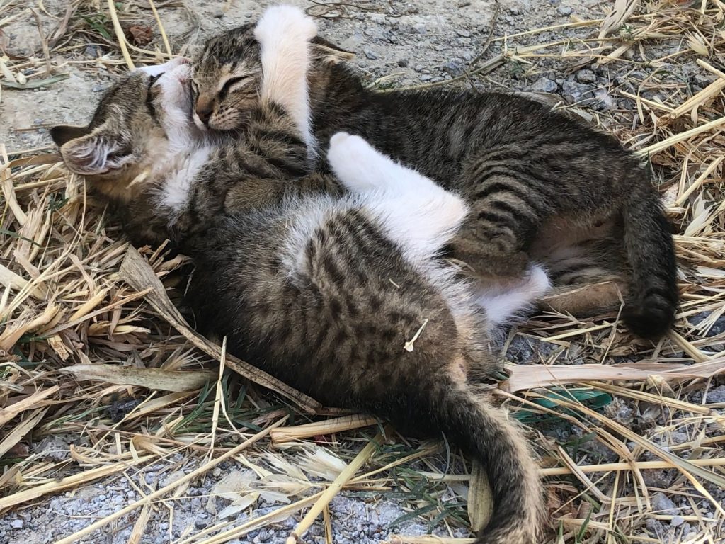 Two cute kittens lying and snuggling in straw, displaying affection and warmth.