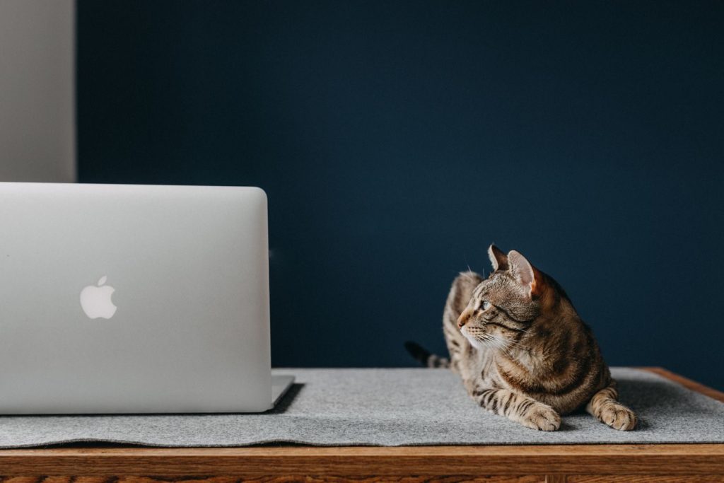 A serene brown tabby cat lies next to a laptop on a wooden desk, creating a cozy workspace vibe.
