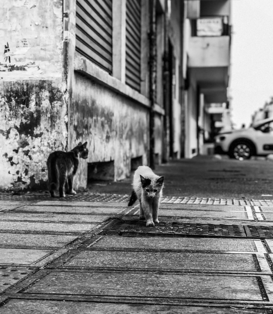 Two stray cats walking on an urban street in a black and white setting.