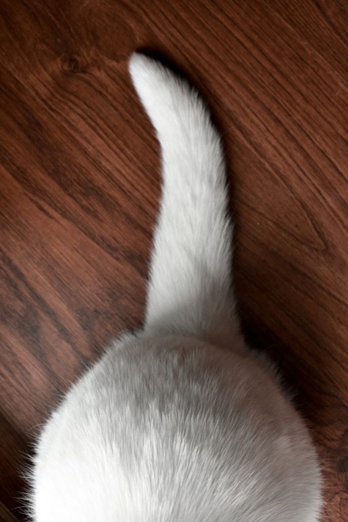 Top view of domestic white cat with fuzzy tail sitting on wooden floor at home