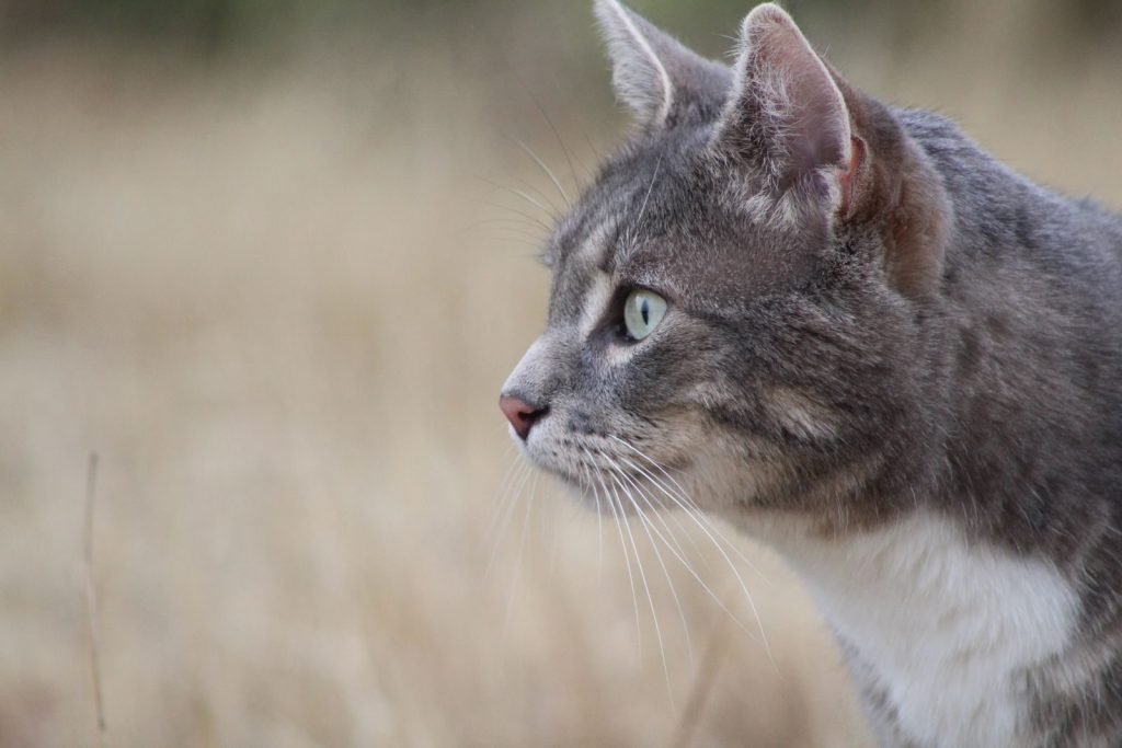 Profile of a grey cat with green eyes in a natural outdoor setting.