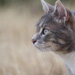 Profile of a grey cat with green eyes in a natural outdoor setting.
