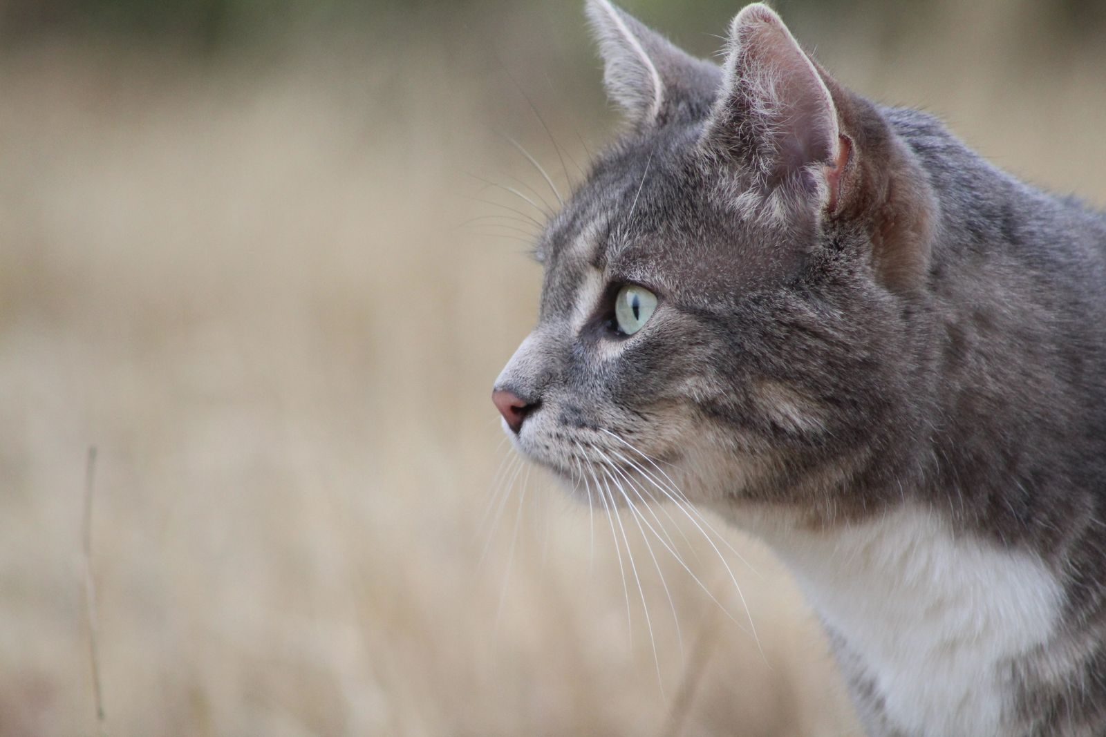 Profile of a grey cat with green eyes in a natural outdoor setting.