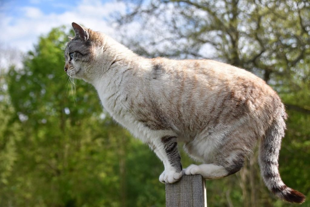 cat, feline, cat walker, pet, balance, cat on pole, pussy cloud, kitten, alley cat, european cat, animal, fur, nature