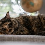 brown tabby cat lying on white textile