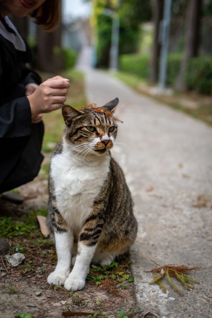 Playful tabby cat adorned with leaves on a park path, exuding curiosity and charm.
