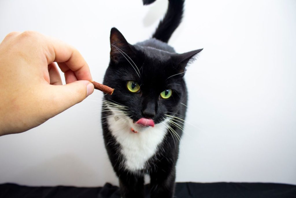 Adorable black and white cat licking lips while receiving a treat from a hand.