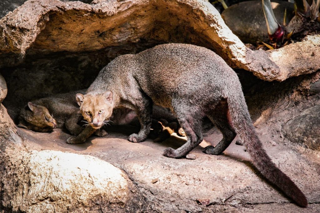 Two jaguars resting in a natural rocky cave, showcasing their majestic presence.