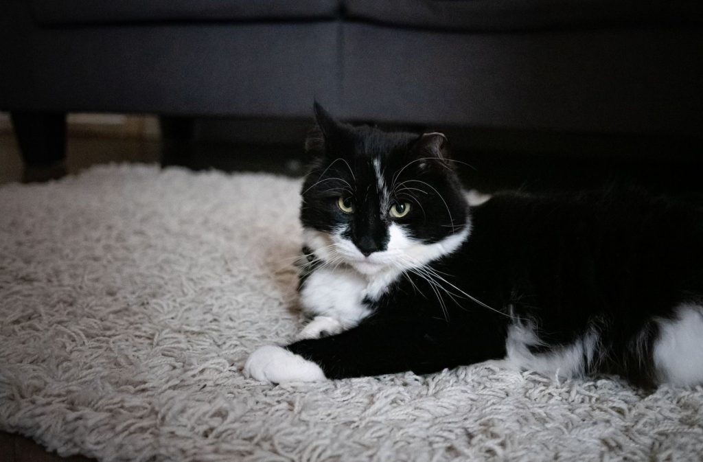 A cute black and white tuxedo cat lounging on a fluffy rug indoors.