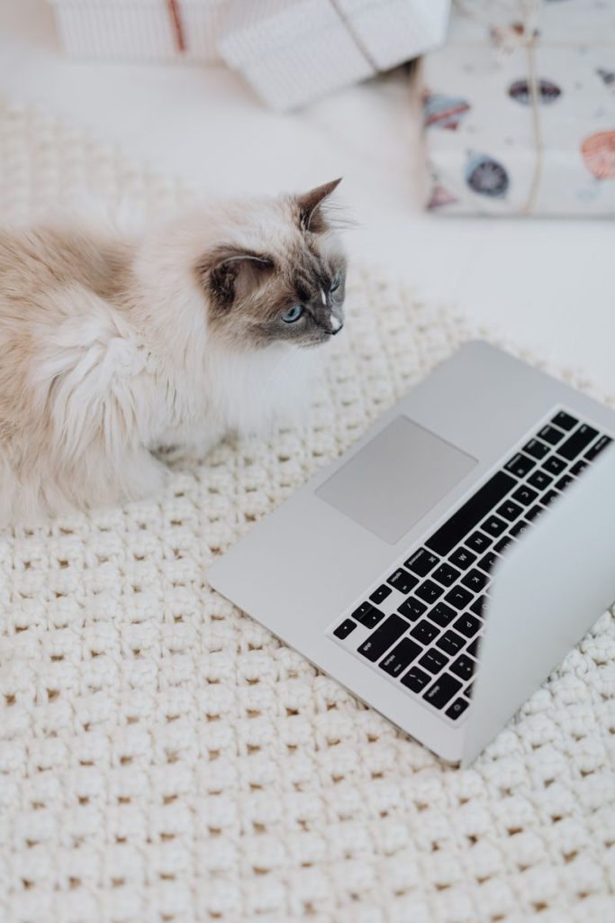 A fluffy cat curiously observes a laptop placed on a cozy knit rug indoors.