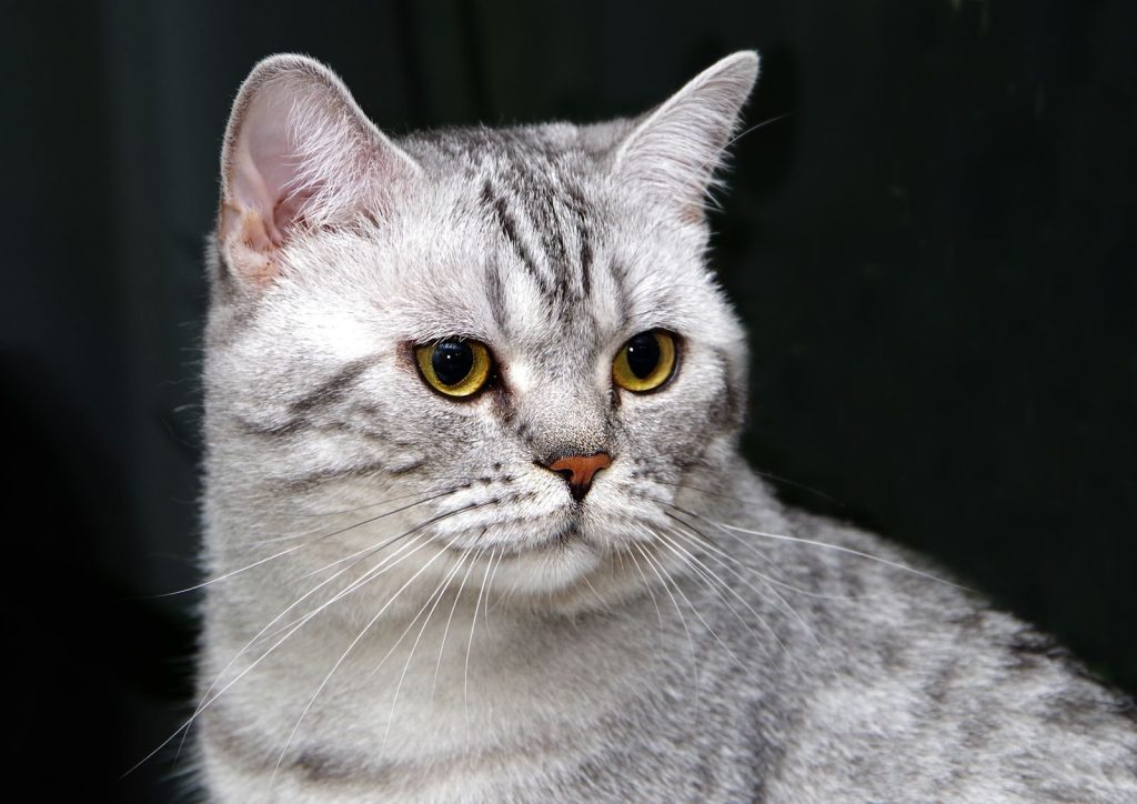 Close-up shot of a British Shorthair cat with striking yellow eyes and gray fur, perfect for pet lovers.